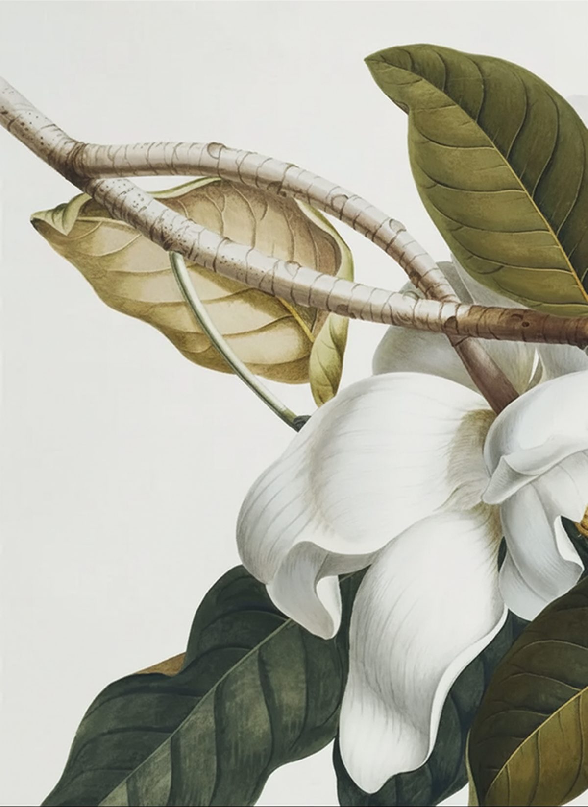 Botanical illustration of a magnolia in bloom, from the studio thank-you card